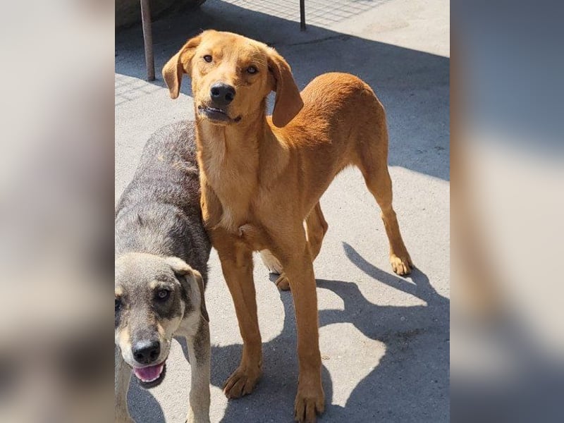 Zuckerbub ♥Veit♥ aktiver Schmuse-Schatz