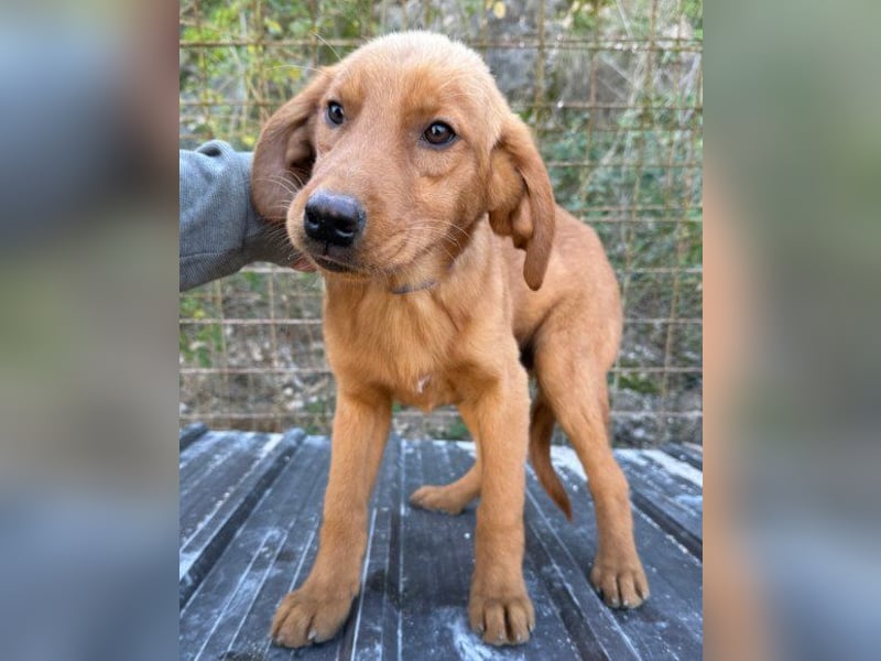 Veit  aktiver Schmuse-Schatz