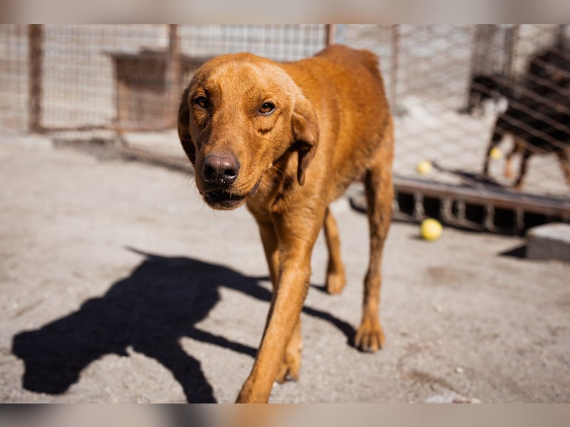 Zuckerbub ♥ Veit ♥ aktiver Schmuse-Schatz