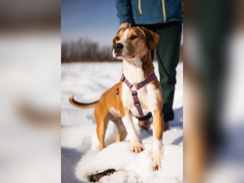 Robin ❤️ verspielte, liebenswerte Schnute