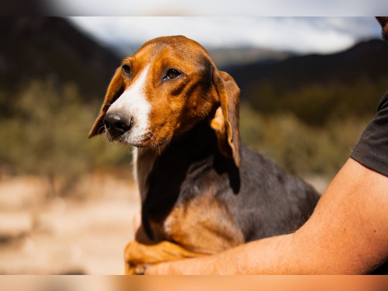 Bracken-Mix Dame Vera ❤️ ruhig, verschmust- sucht Liebe