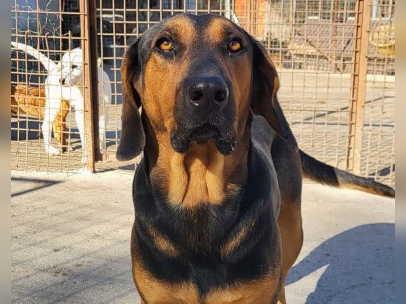 Levi ❤️ Bracke-Mix, verspielt+ aufgeschlossen