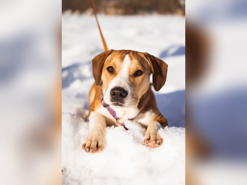 Robin ❤️ verspielte, liebenswerte Hundeschnute