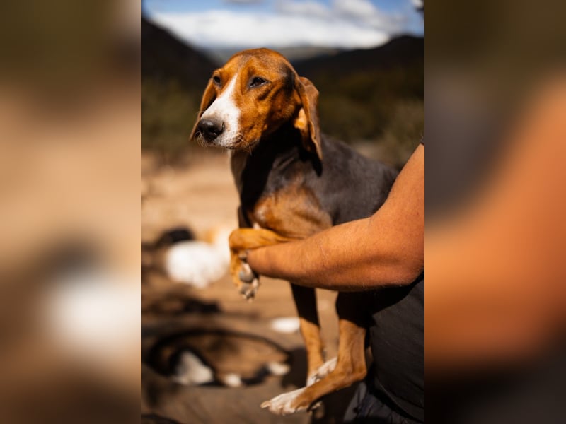 Bracken-Mix Dame Vera ❤️ ruhig, verschmust- sucht Liebe