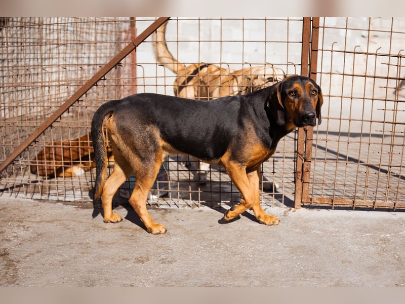 Levi ❤️ lieber, schüchterner Bub sucht sein Zuhause