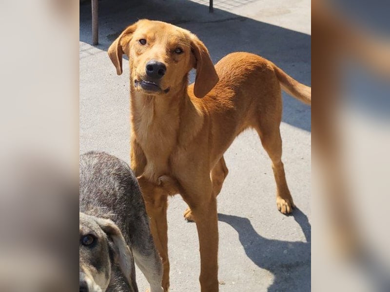 Zuckerbub ♥ Veit ♥ aktiver Schmuse-Schatz