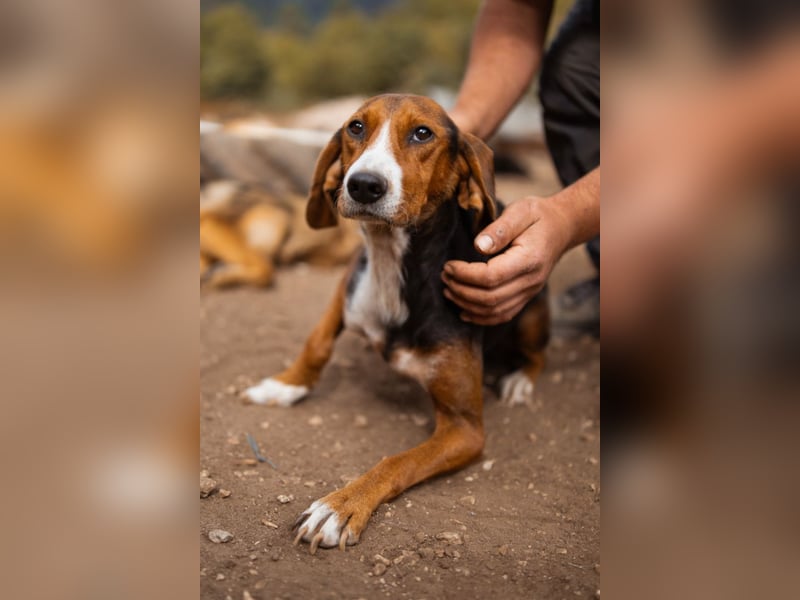 Bracken-Mix Dame Vera ❤️ ruhig, verschmust- sucht Liebe