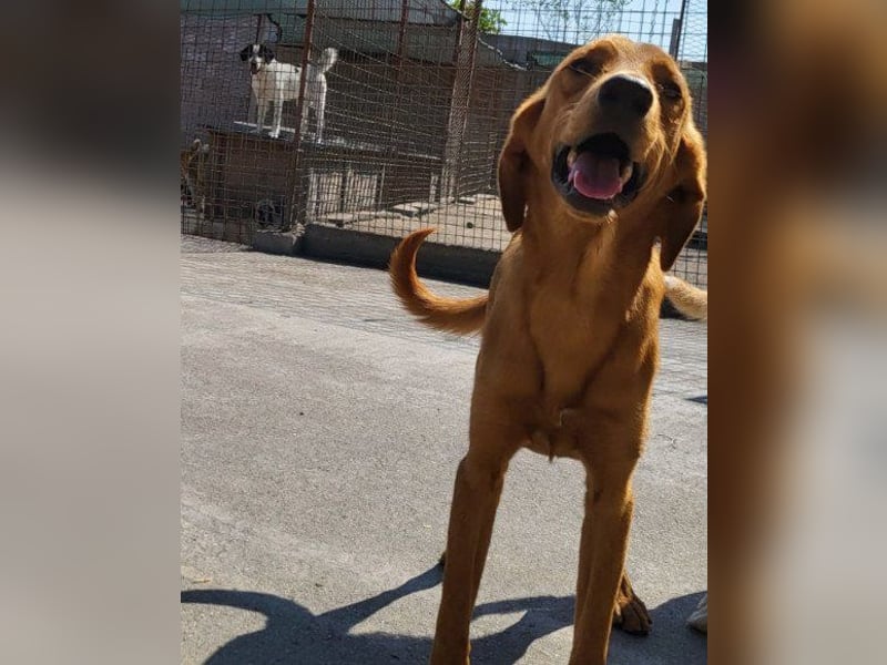 Zuckerbub  Veit  aktiver Schmuse-Schatz