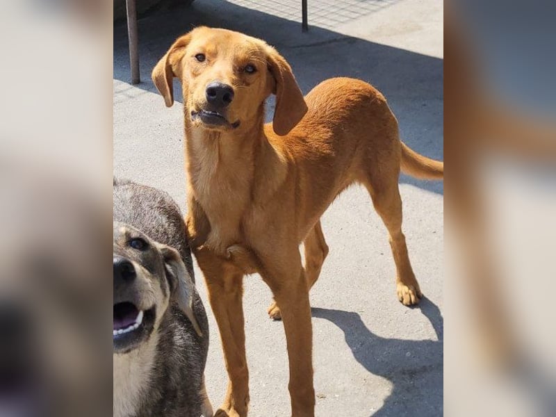 Zuckerbub ♥Veit♥ aktiver Schmuse-Schatz