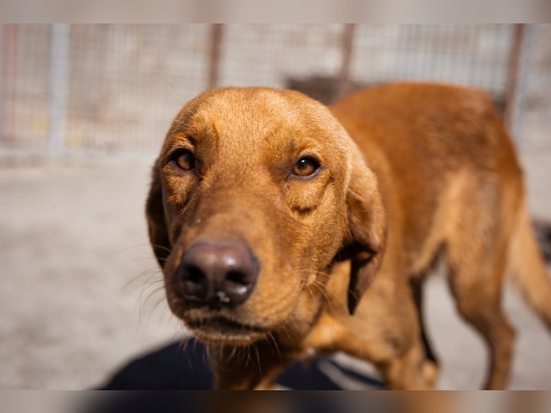 Veit  aktiver Schmuse-Schatz