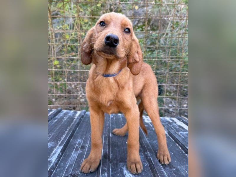 Zuckerbub ♥Veit♥ aktiver Schmuse-Schatz