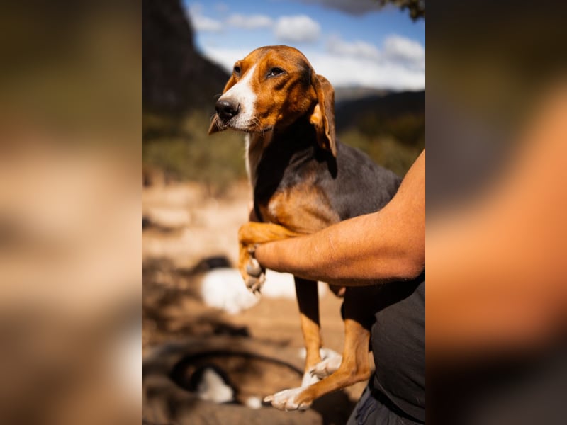 Bracken-Mix Dame Vera ❤️ ruhig, verschmust- sucht Liebe