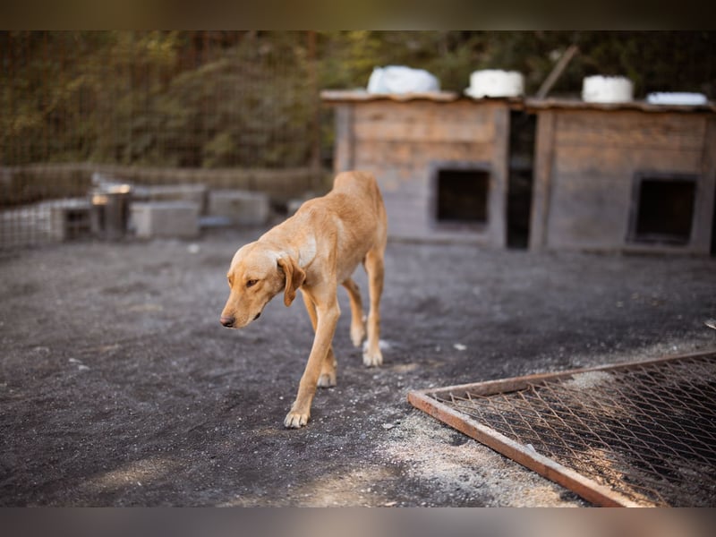 Dany ❤️ aktiver, aufgeschlossener & goldiger Hundebub