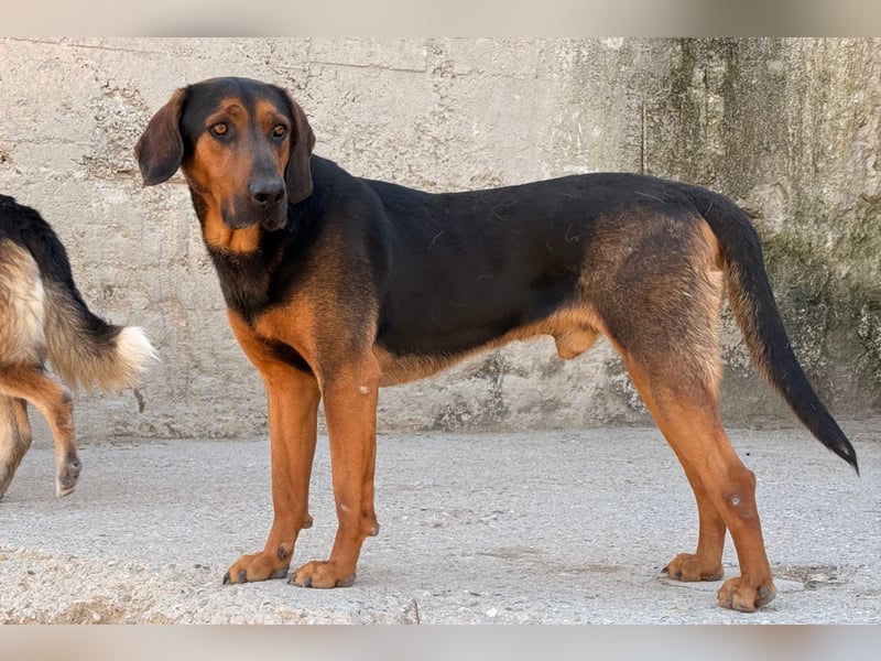 Levi ❤️ lieber, schüchterner Bub sucht sein Zuhause