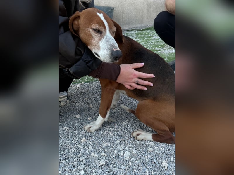 Kleppo ❤️ so menschenbezogen + schmusig