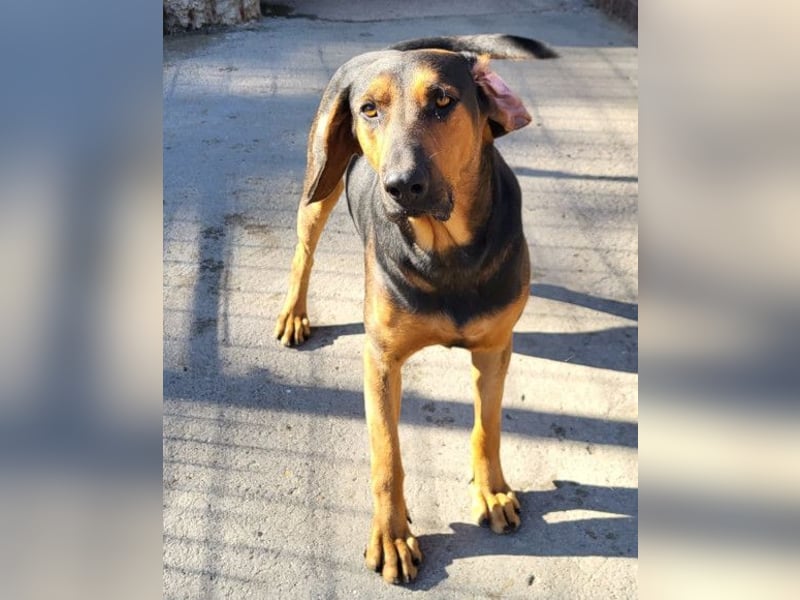 Levi ❤️ Bracke-Mix, verspielt+ aufgeschlossen