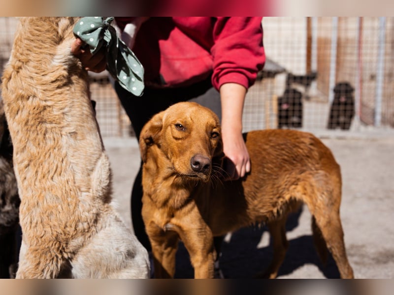 Jungrüde ♥Veit♥ aktiver Schmuse-Schatz
