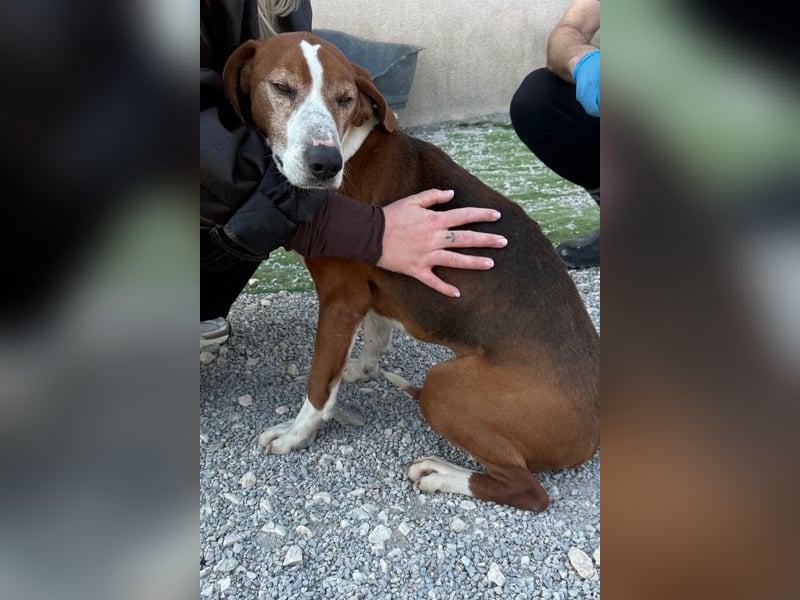 Kleppo ❤️ so menschenbezogen + schmusig