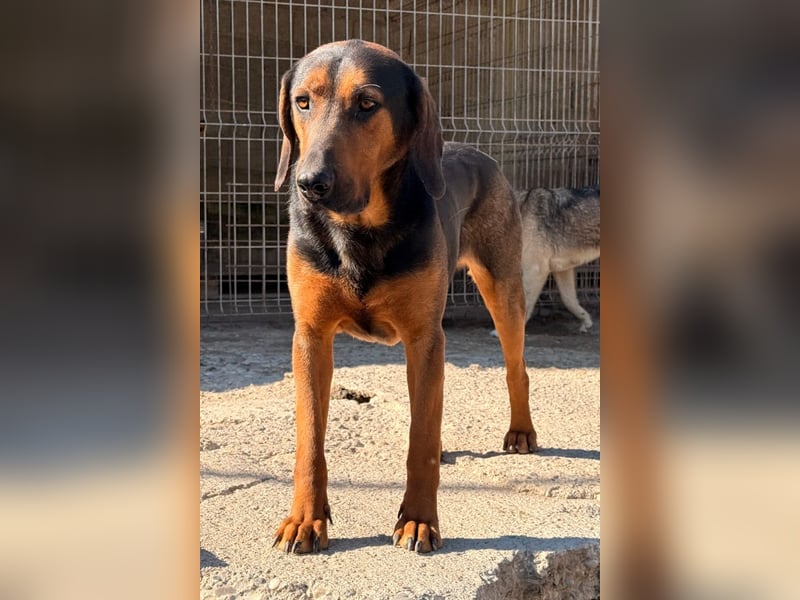 Levi ❤️ lieber, schüchterner Bub sucht sein Zuhause