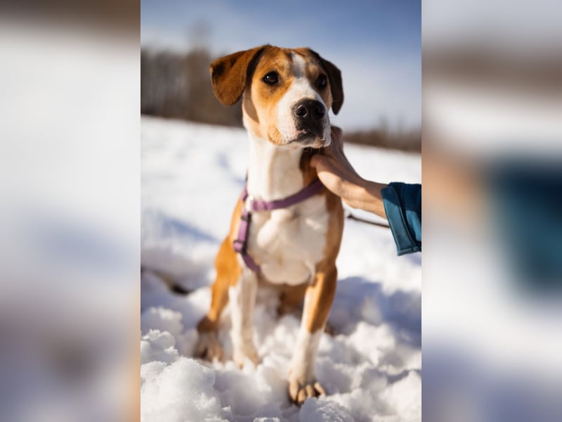 Robin ❤️ verspielte, liebenswerte Hundeschnute