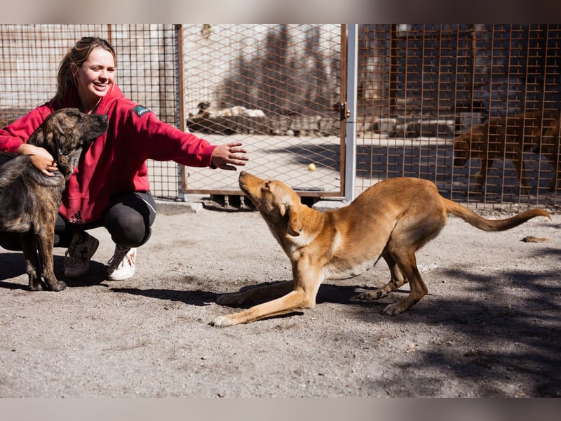 Dany ❤️ aktiver, aufgeschlossener & goldiger Hundebub