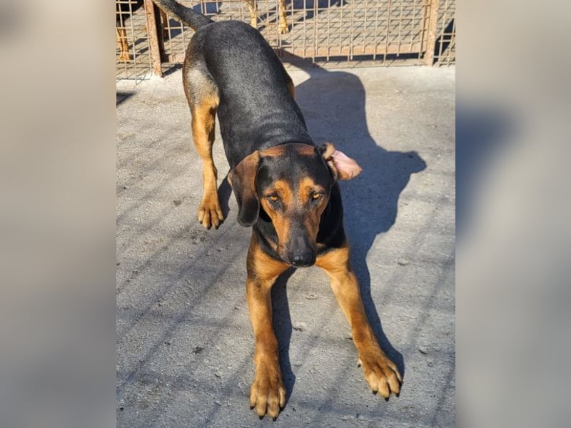 Levi ❤️ Bracke-Mix, verspielt+ aufgeschlossen