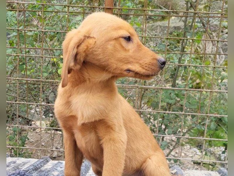 Veit  aktiver Schmuse-Schatz