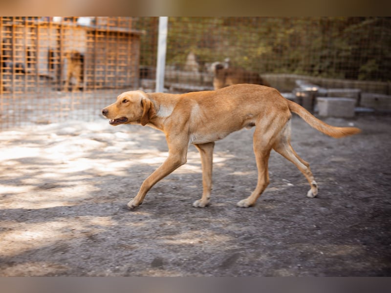 Dany ❤️ aktiver, aufgeschlossener & goldiger Hundebub