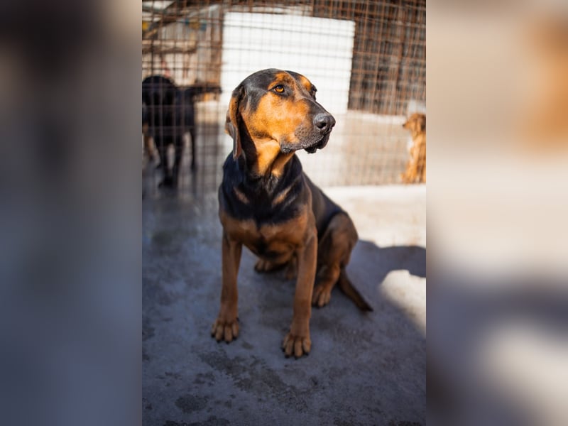 Levi ❤️ lieber, schüchterner Bub sucht sein Zuhause