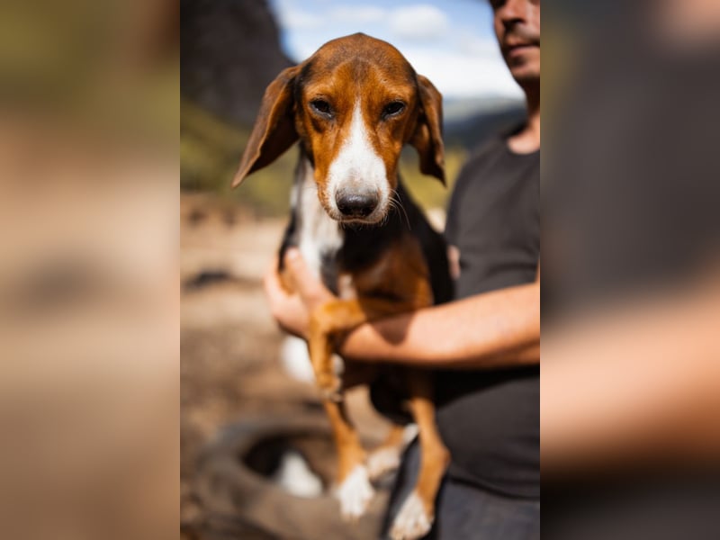 Bracken-Mix Dame Vera ❤️ ruhig, verschmust- sucht Liebe