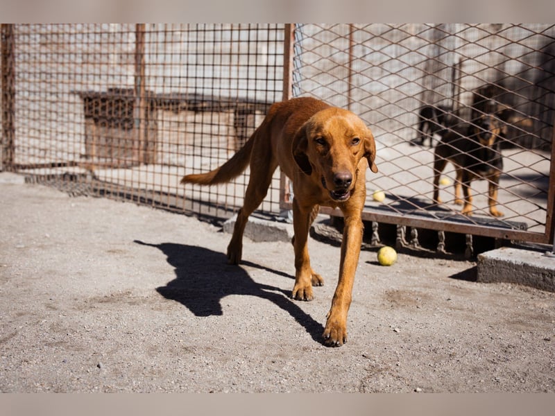 Veit  aktiver Schmuse-Schatz