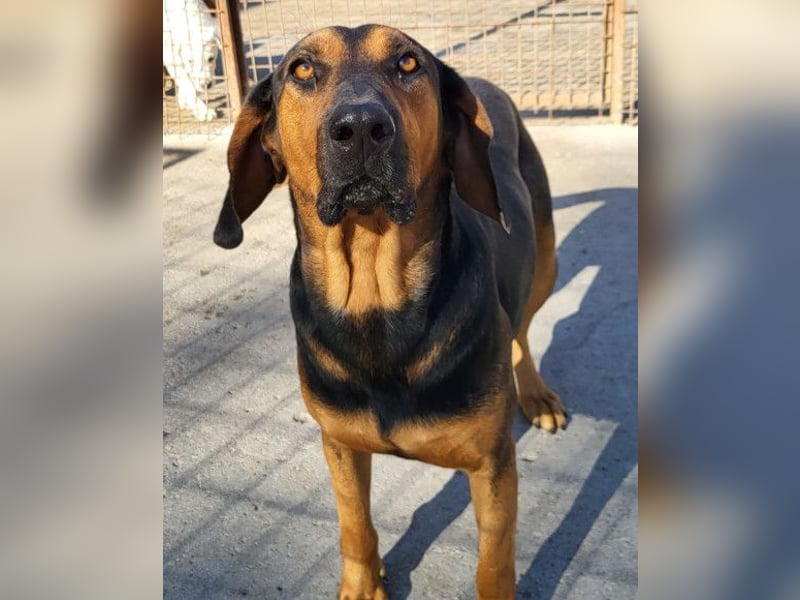 Levi ❤️ lieber, schüchterner Bub sucht sein Zuhause