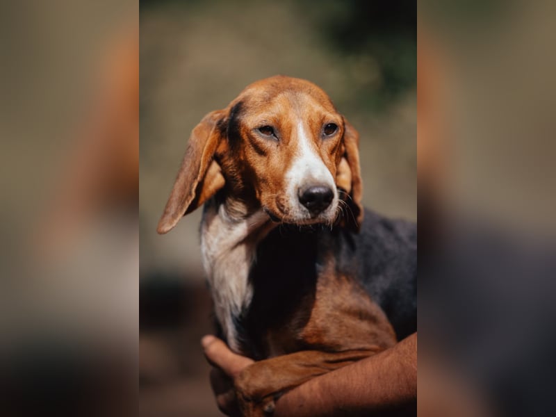 Bracken-Mix Dame Vera ❤️ ruhig, verschmust- sucht Liebe