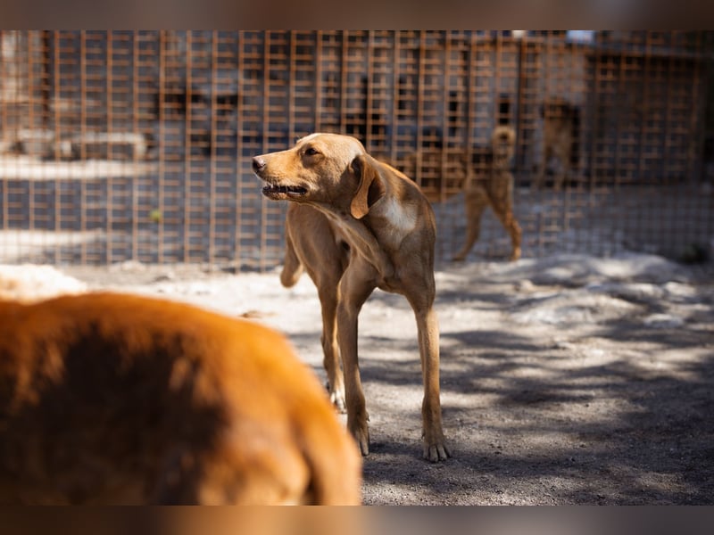 Dany ❤️ aktiver, aufgeschlossener & goldiger Hundebub
