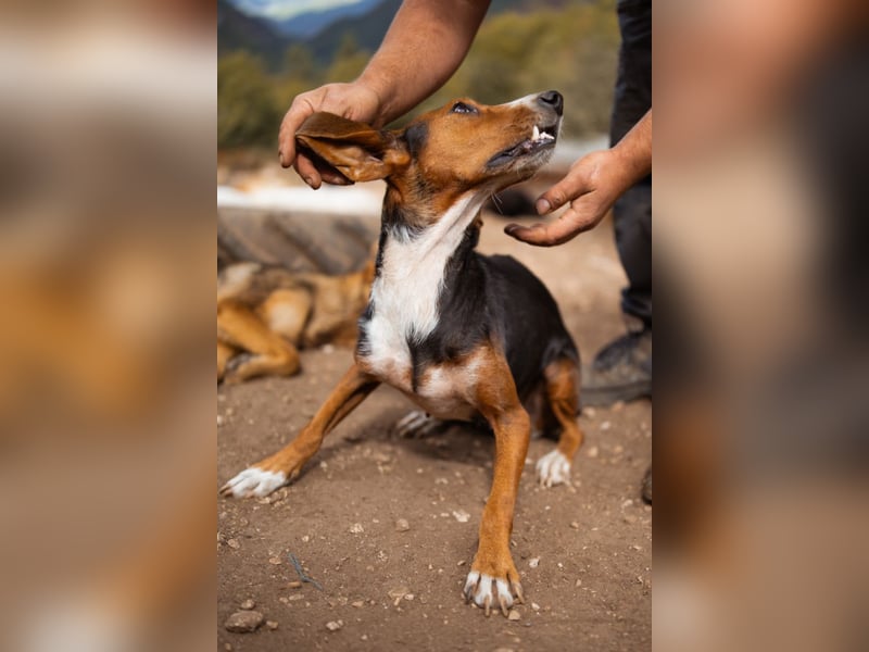 Bracken-Mix Dame Vera ❤️ ruhig, verschmust- sucht Liebe