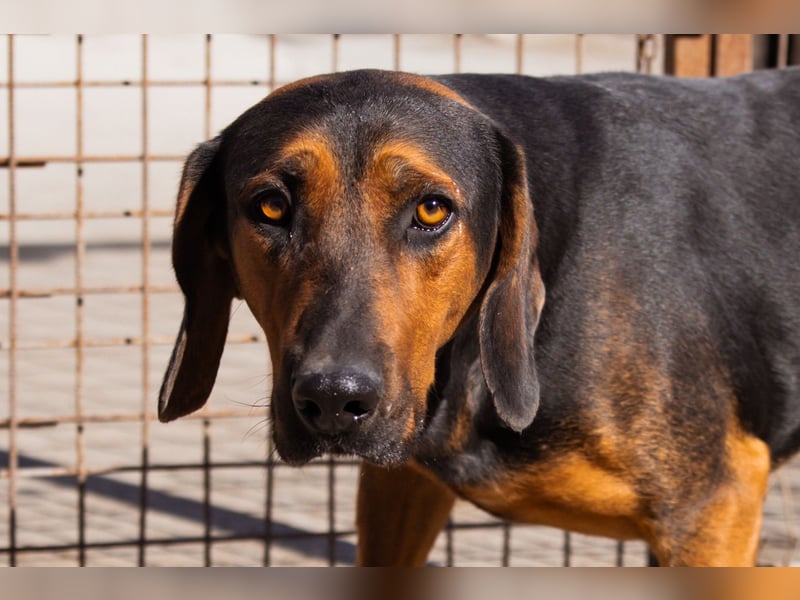 Levi ❤️ lieber, schüchterner Bub sucht sein Zuhause