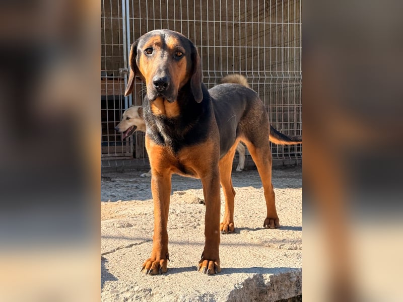 Levi ❤️ lieber, schüchterner Bub sucht sein Zuhause