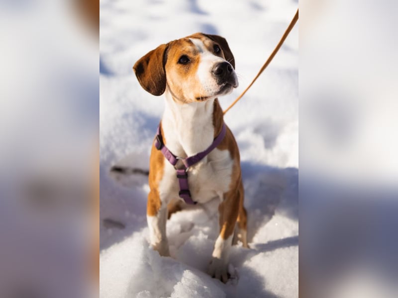 Robin ❤️ verspielte, liebenswerte Schnute