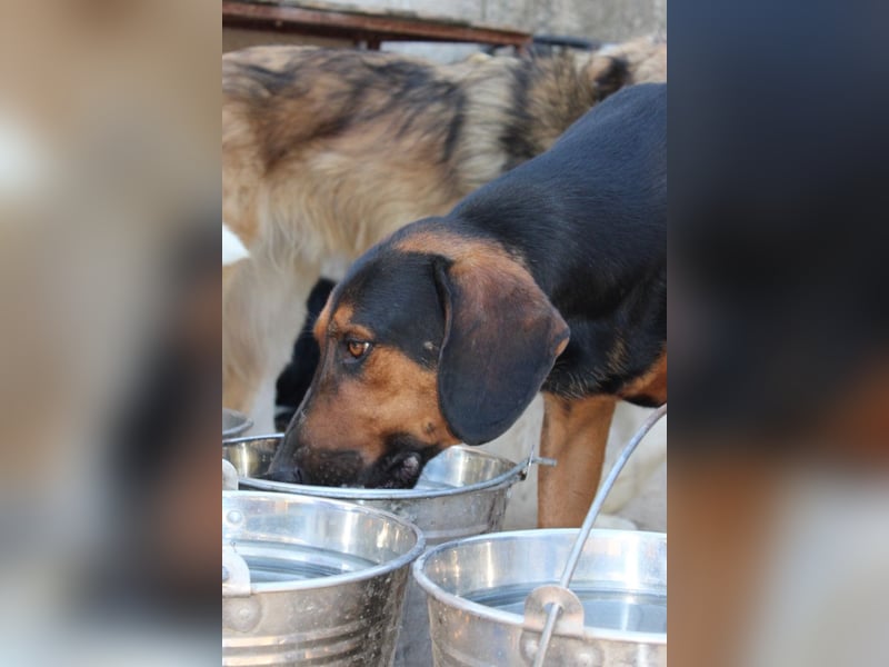 Levi ❤️ lieber, schüchterner Bub sucht sein Zuhause