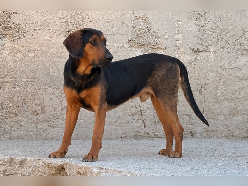 Levi ❤️ lieber, noch schüchterner Bub sucht sein Zuhause