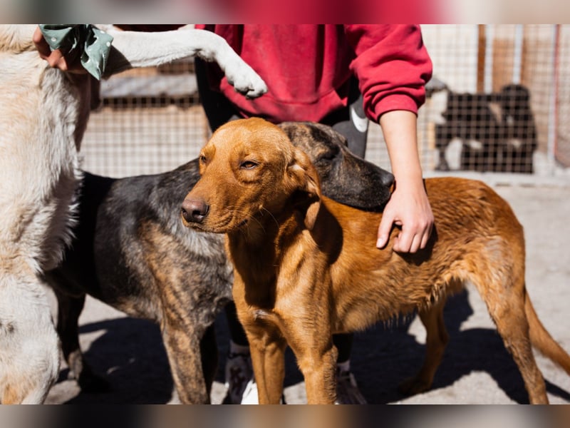 Jungrüde ♥Veit♥ aktiver Schmuse-Schatz