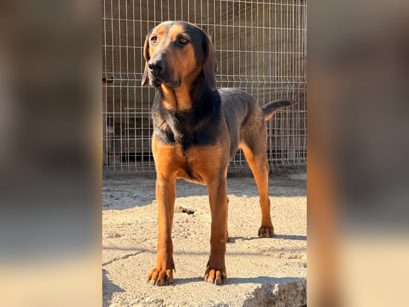 Levi ❤️ lieber, schüchterner Bub sucht sein Zuhause