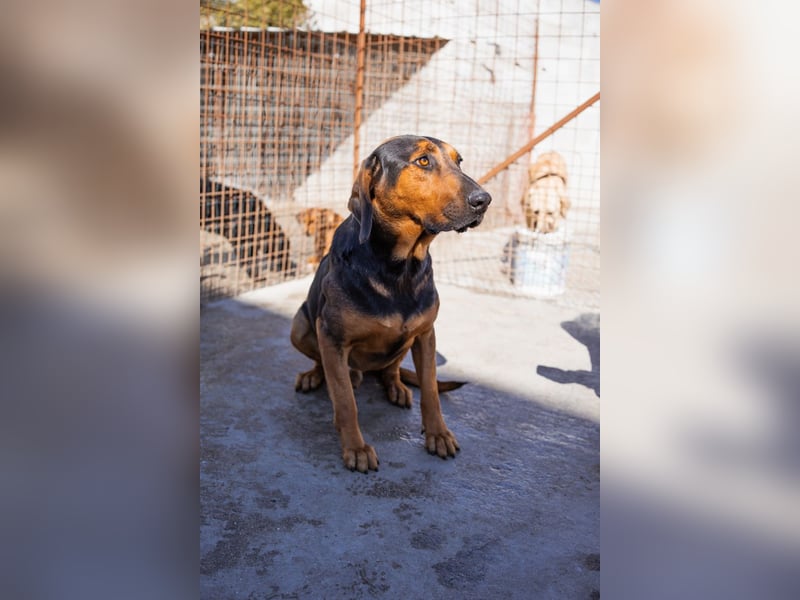 Levi ❤️ lieber, schüchterner Bub sucht sein Zuhause