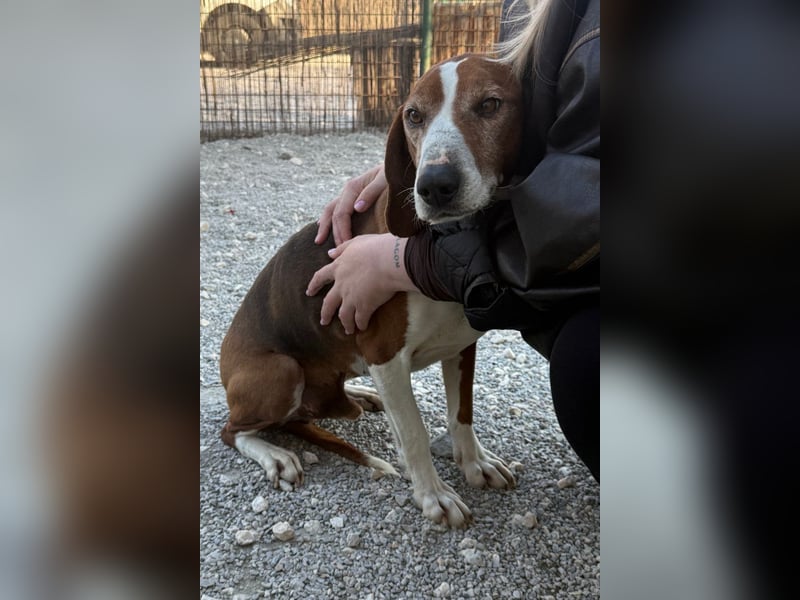 Kleppo ❤️ so menschenbezogen + schmusig