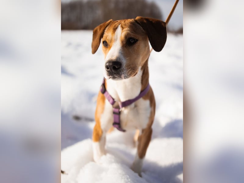 Robin ❤️ verspielte, liebenswerte Hundeschnute