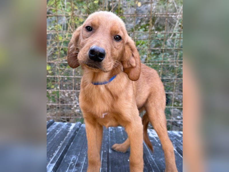 Jungrüde ♥Veit♥ aktiver Schmuse-Schatz