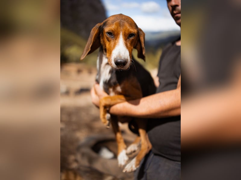 Bracken-Mix Dame Vera ❤️ ruhig, verschmust- sucht Liebe