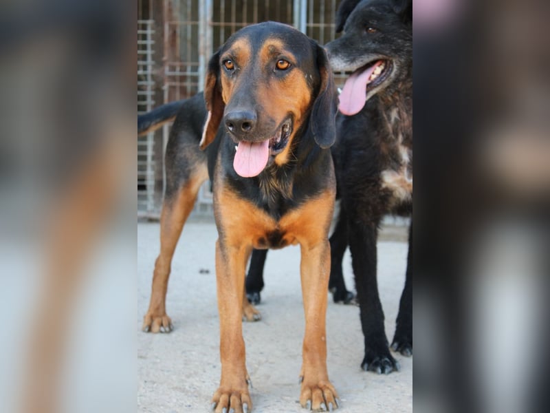 Levi ❤️ lieber, schüchterner Bub sucht sein Zuhause