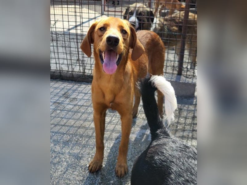 Jungrüde ♥Veit♥ aktiver Schmuse-Schatz