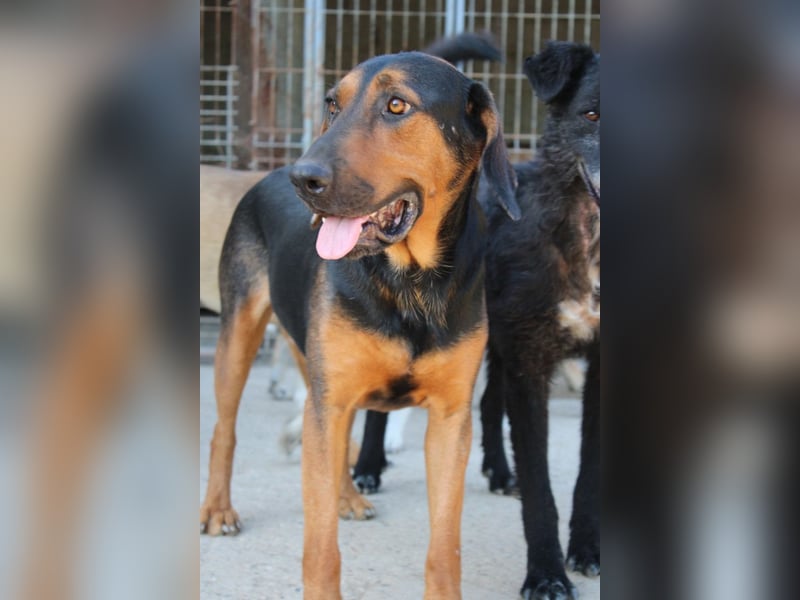 Levi ❤️ lieber, schüchterner Bub sucht sein Zuhause